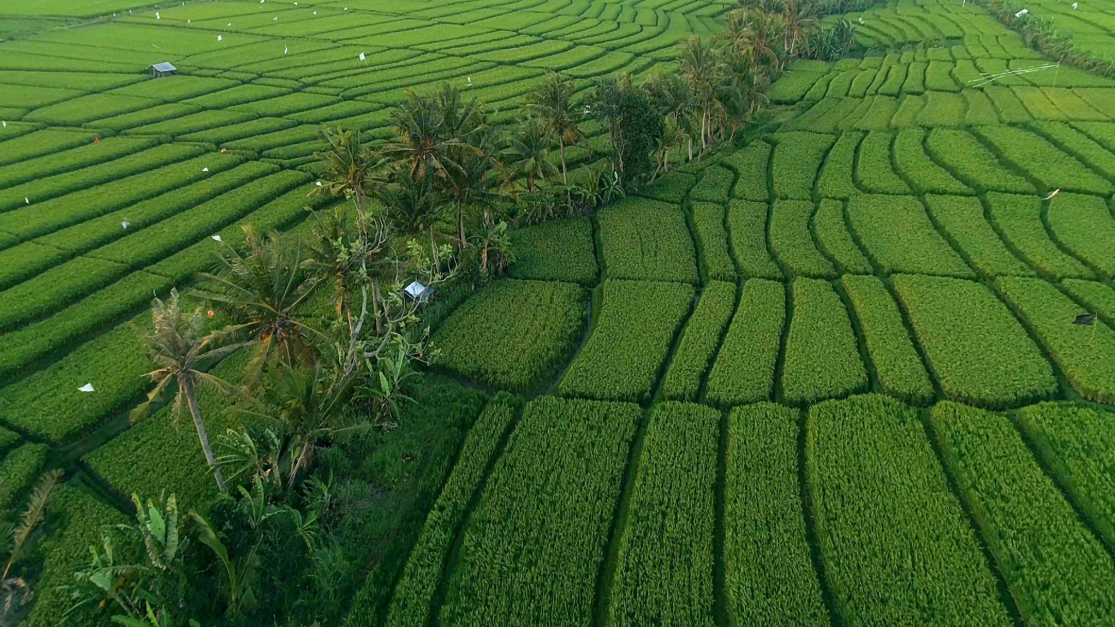 canggu rice field villa terrace sunrise