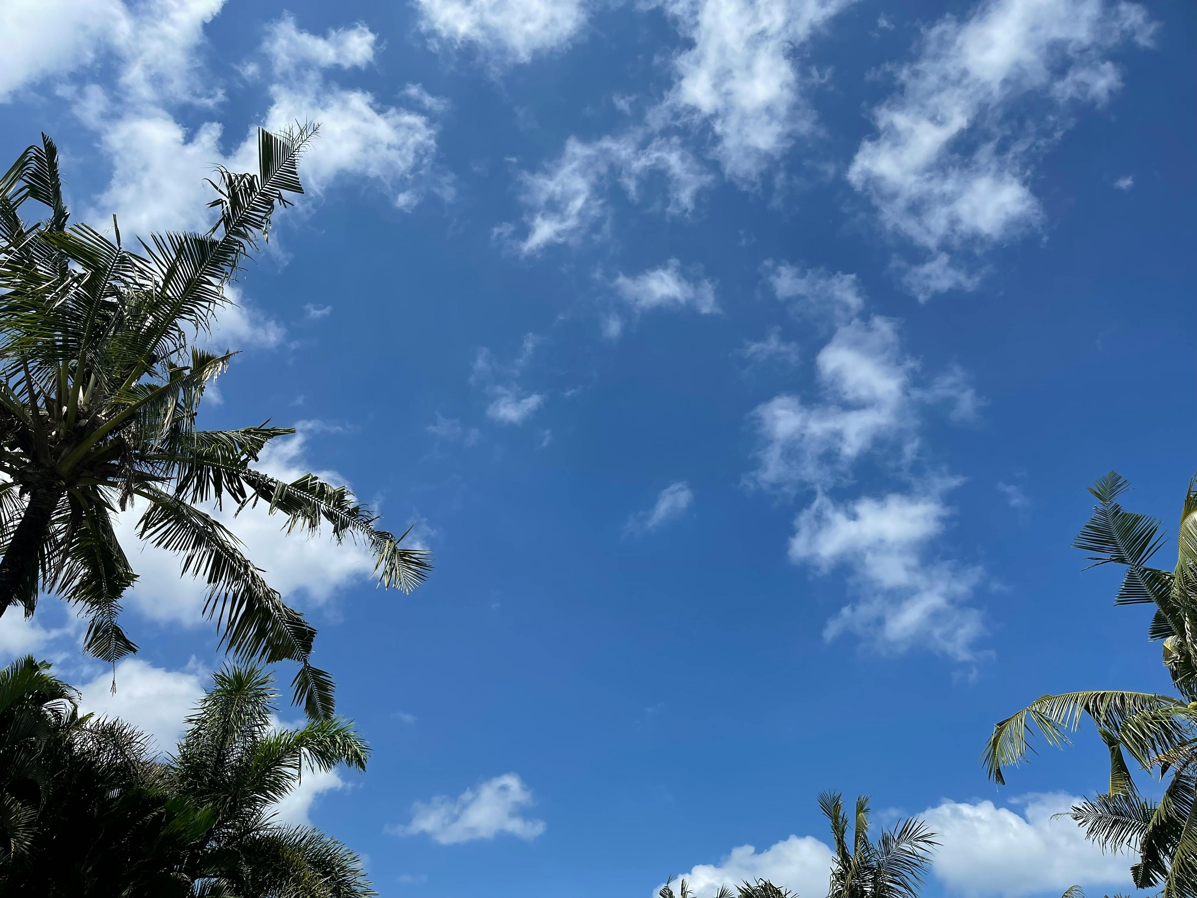 Bali — Palm trees reaching into a clear blue sky in Bali, creating a serene tropical scene.