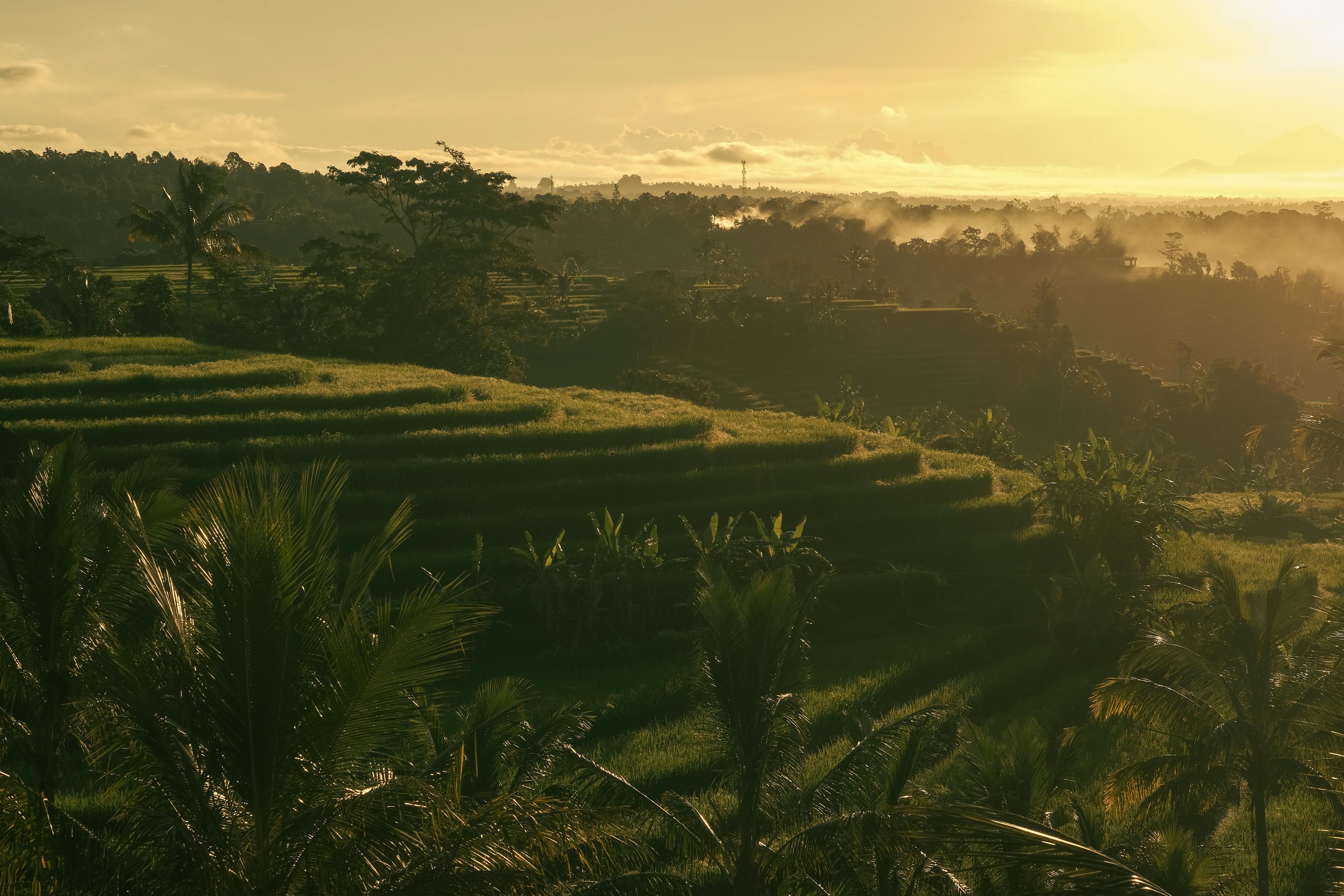 Bali — Scenic view of Bali rice terraces bathed in golden sunrise light.