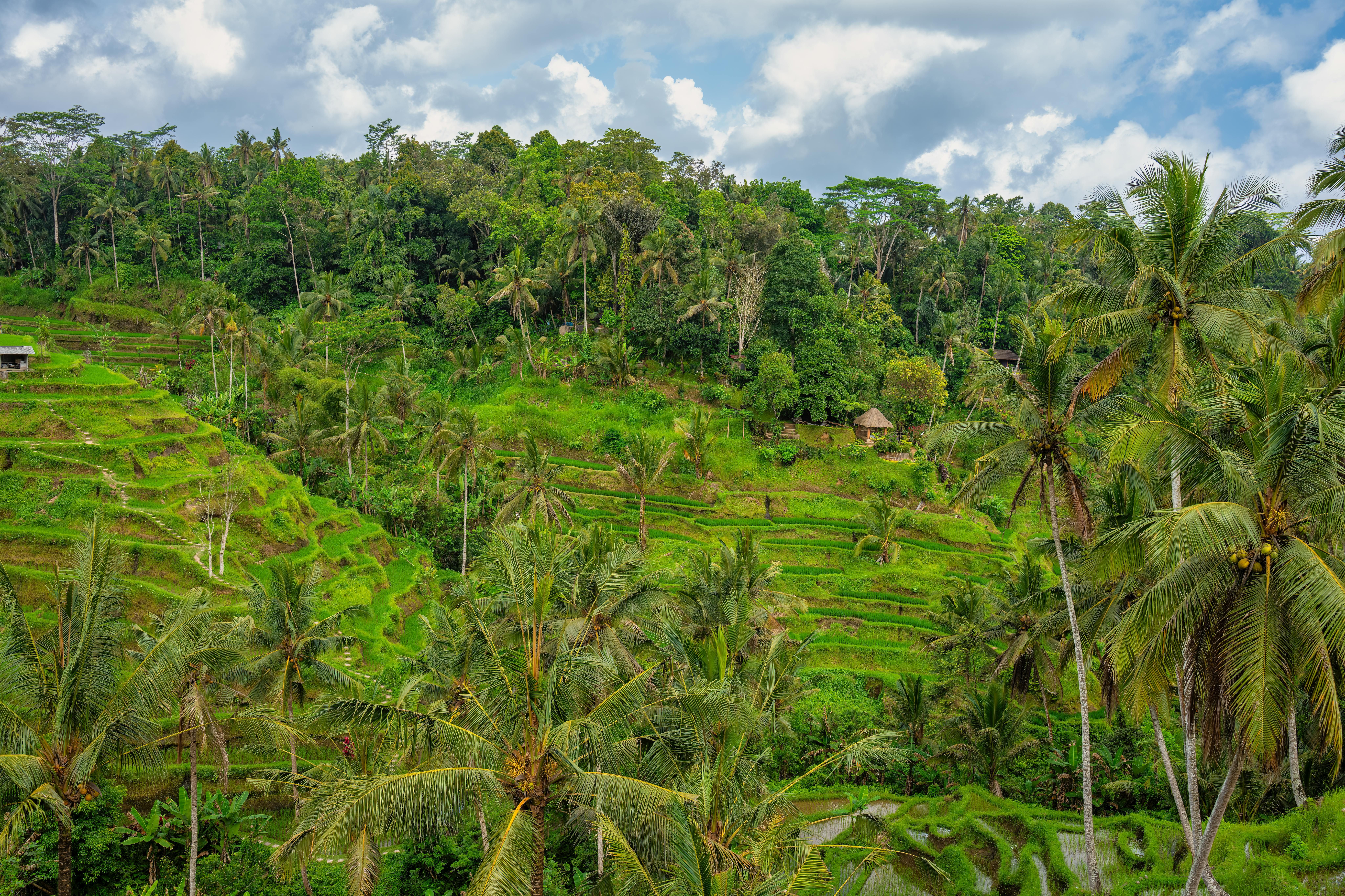 Bali — Explore the vibrant green rice terraces of Bali with palm trees under a bright sky.