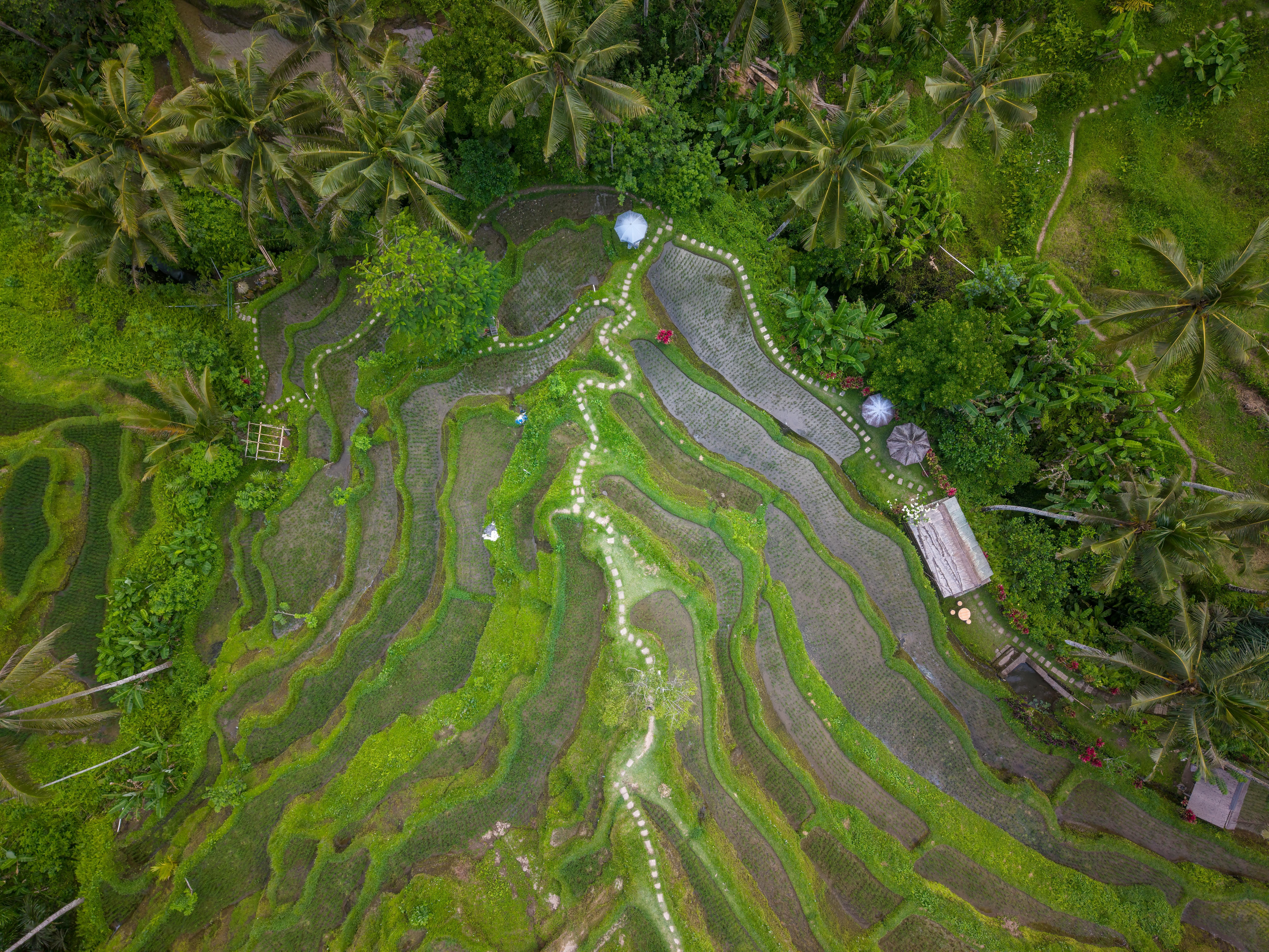 Bali — A breathtaking aerial view of lush green rice terraces in Bali, Indonesia.