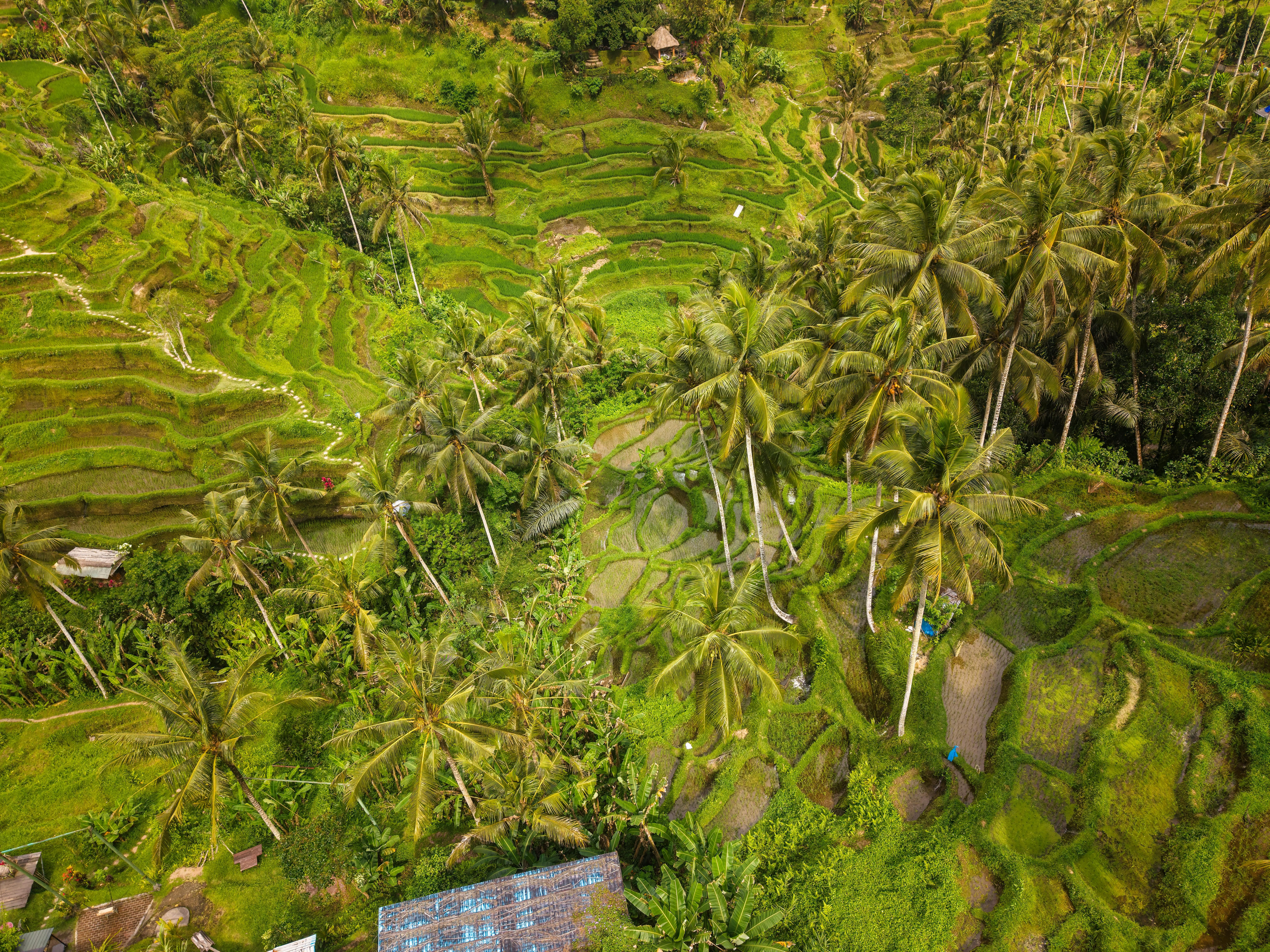 Bali — Aerial shot capturing the lush green Tegallalang Rice Terraces in Bali, Indonesia.