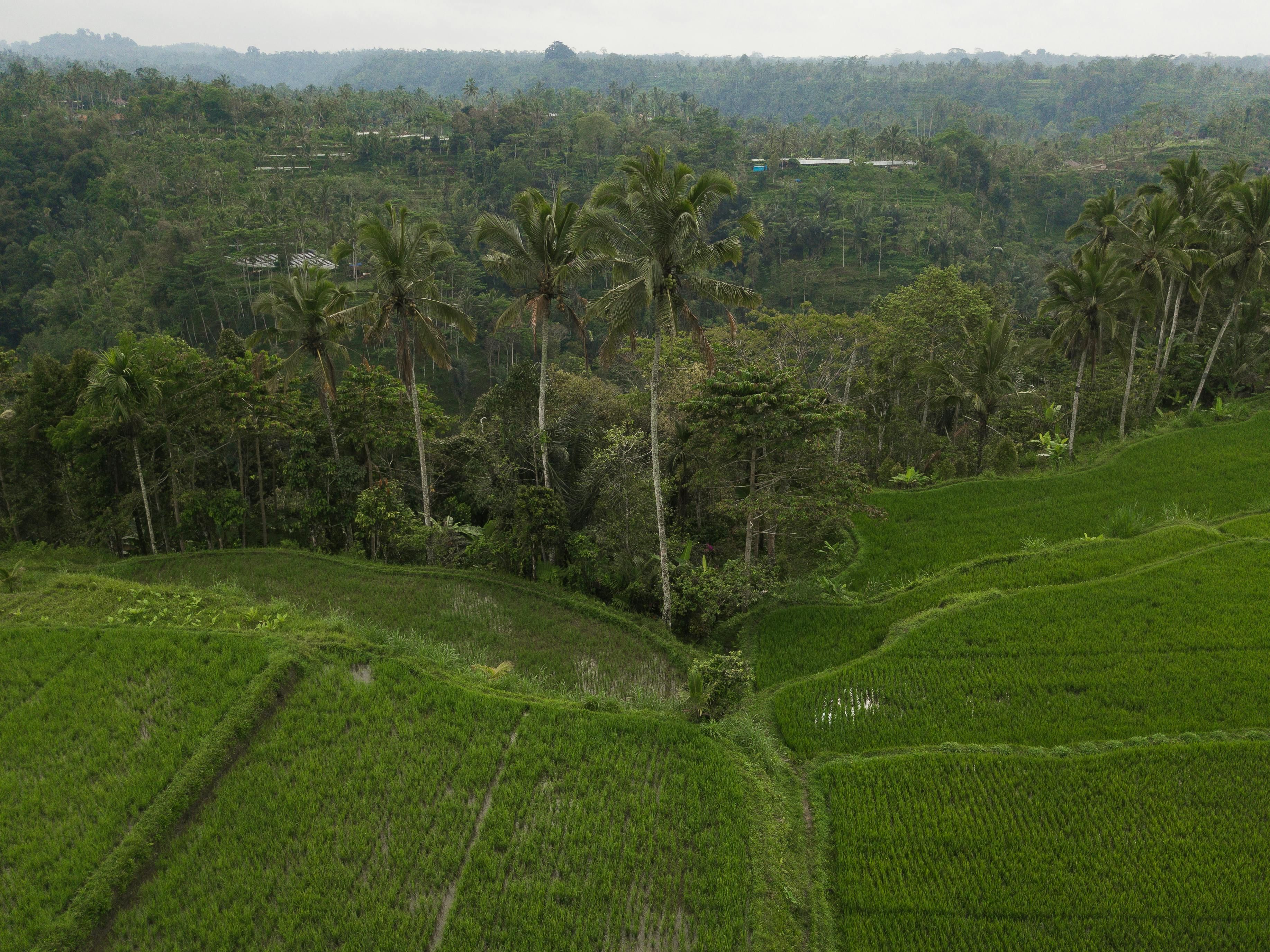Bali — Scenic aerial view of vibrant green rice terraces surrounded by tall coconut palms in a tropical landscape.