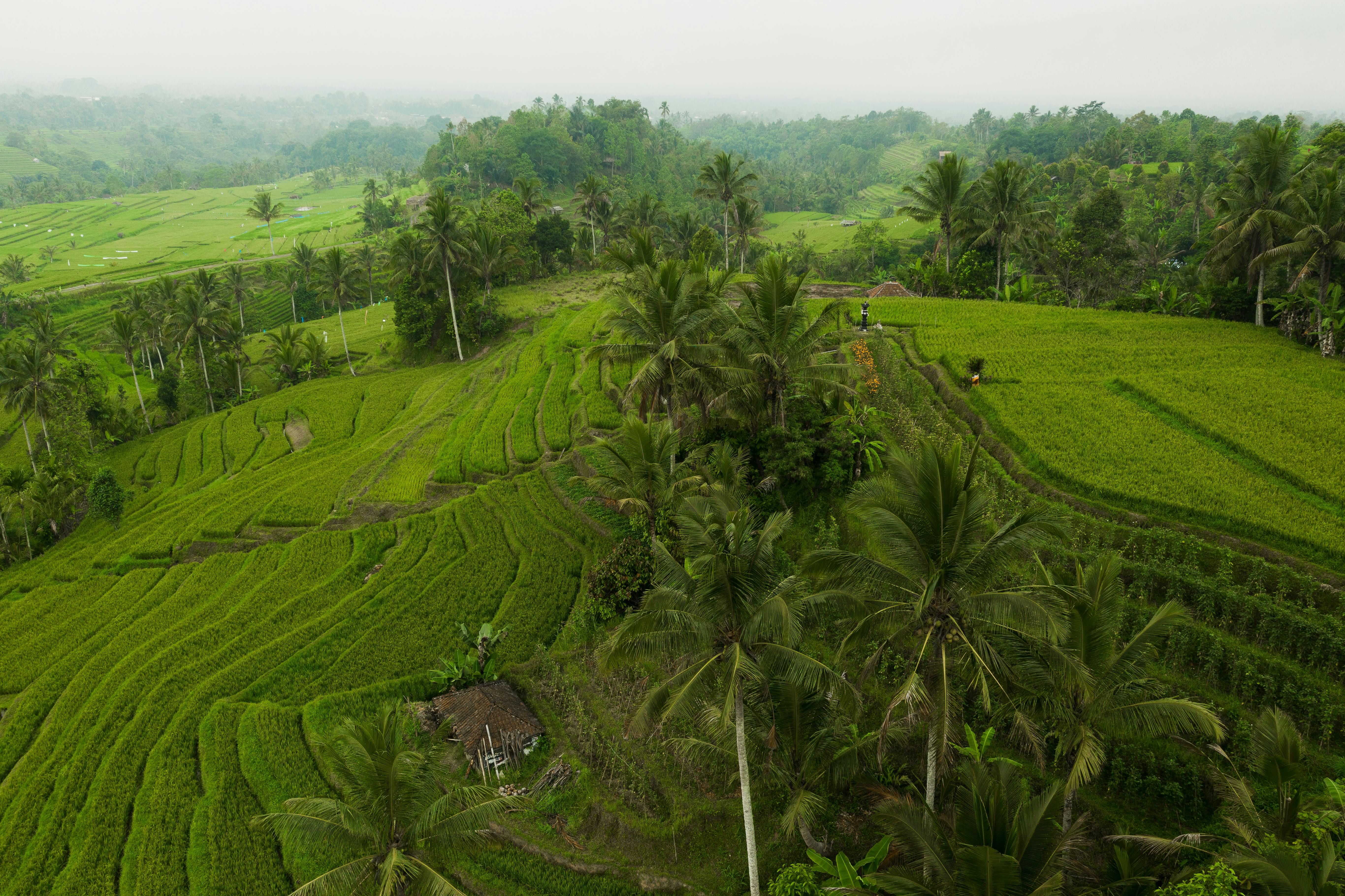 Bali — A scenic aerial view of verdant rice terraces lined with palm trees in misty countryside.