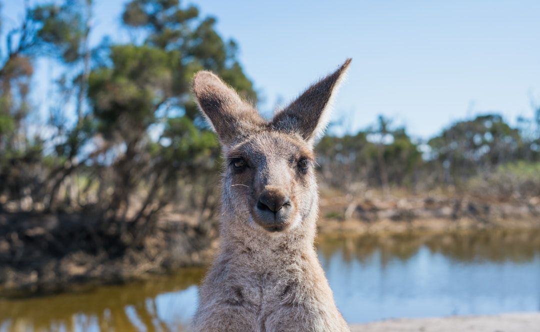 Australian traveller getting vaccination consultation
