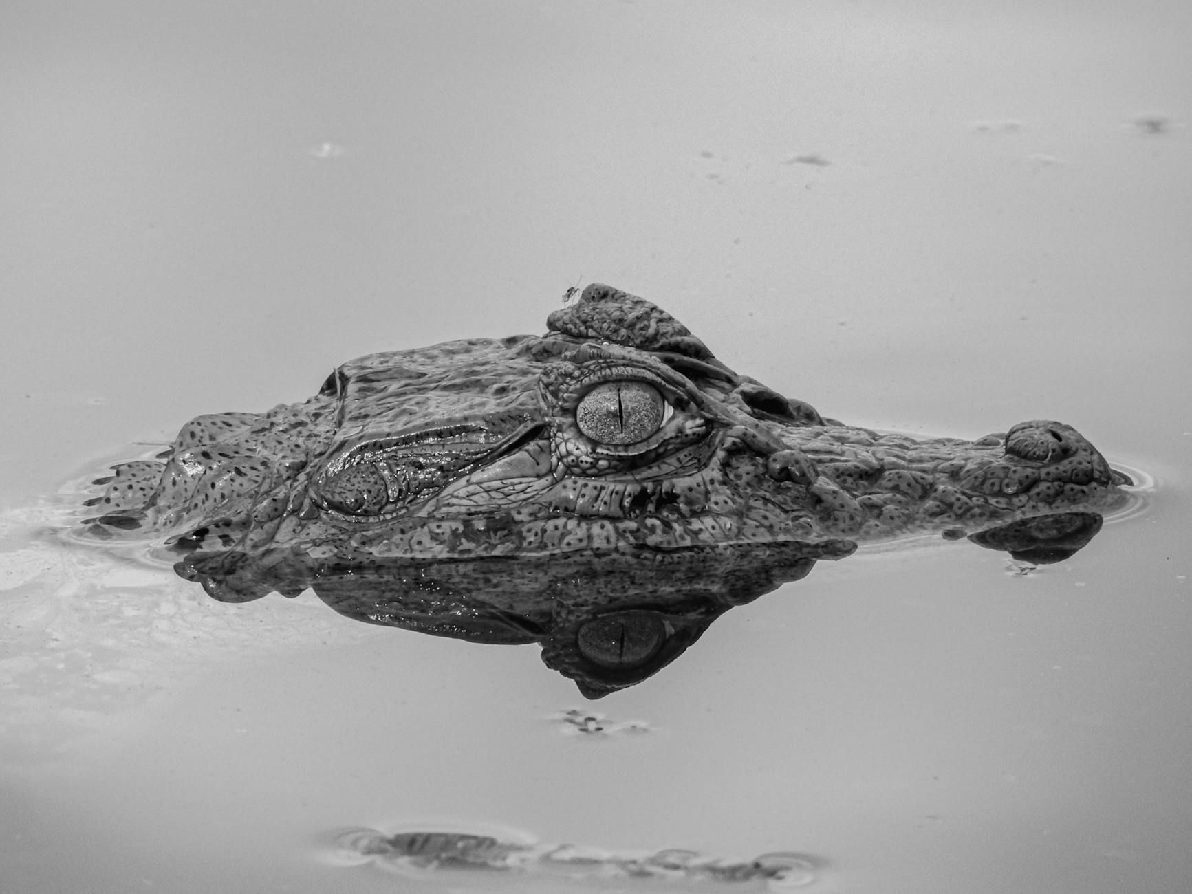 Cenote Dos Ojos - Mexico - stock