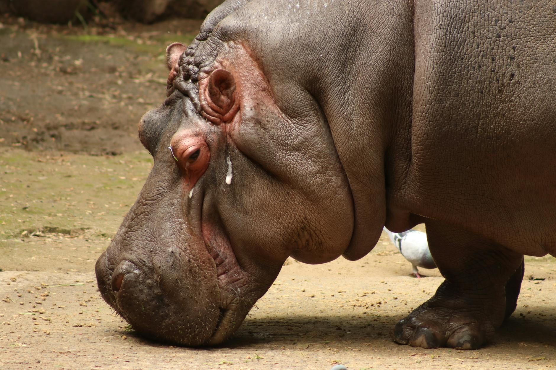 Chapultepec Castle - Mexico - stock