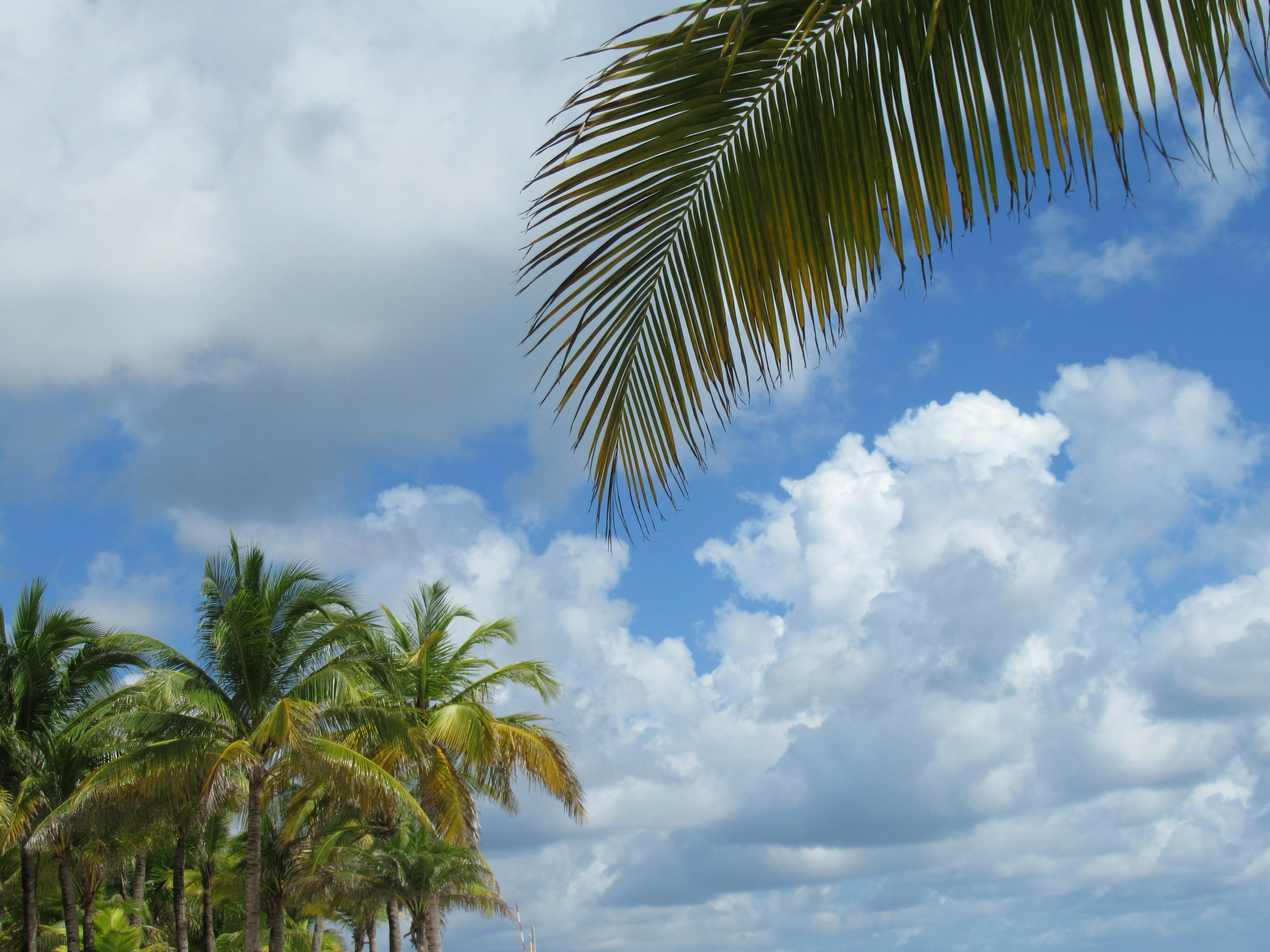 Mexico — Serene view of palm trees under a bright sky in México, capturing tropical vibes.
