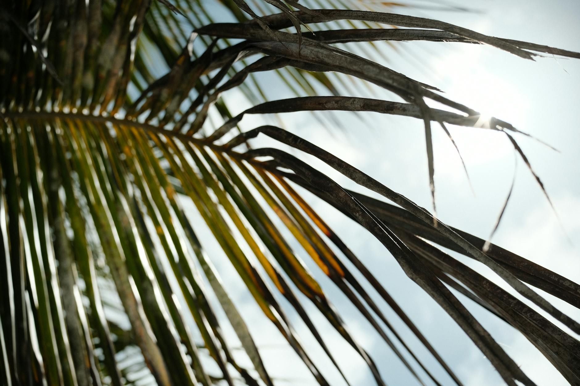 Weather - Mexico - inline