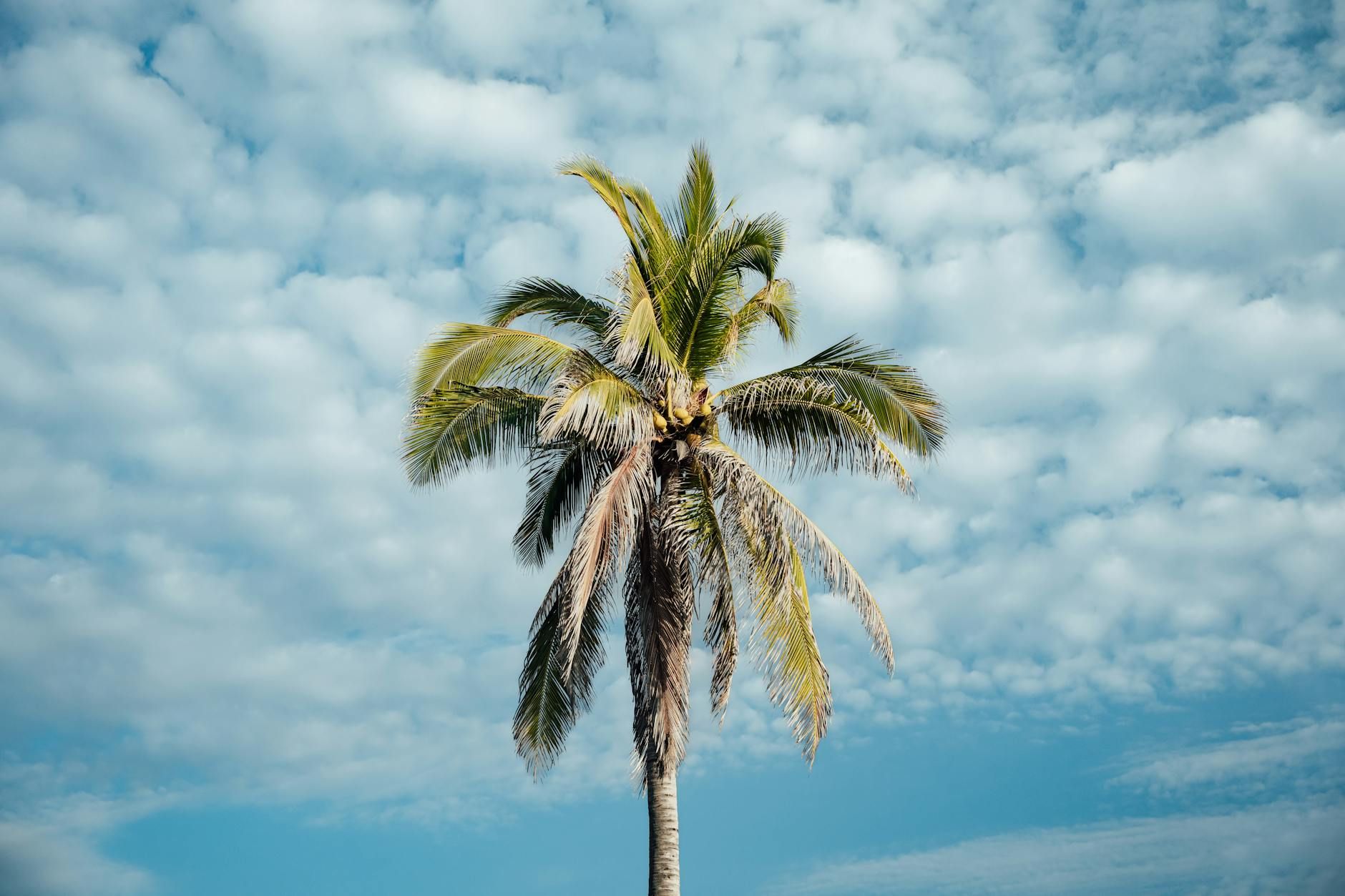 Weather - Mexico - inline