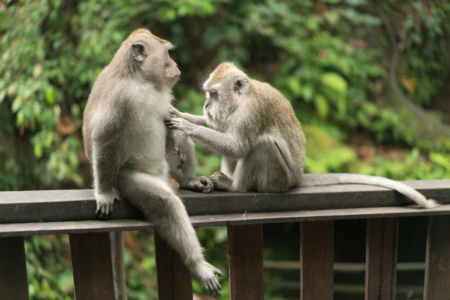 Sacred Monkey Forest Sanctuary, Ubud
