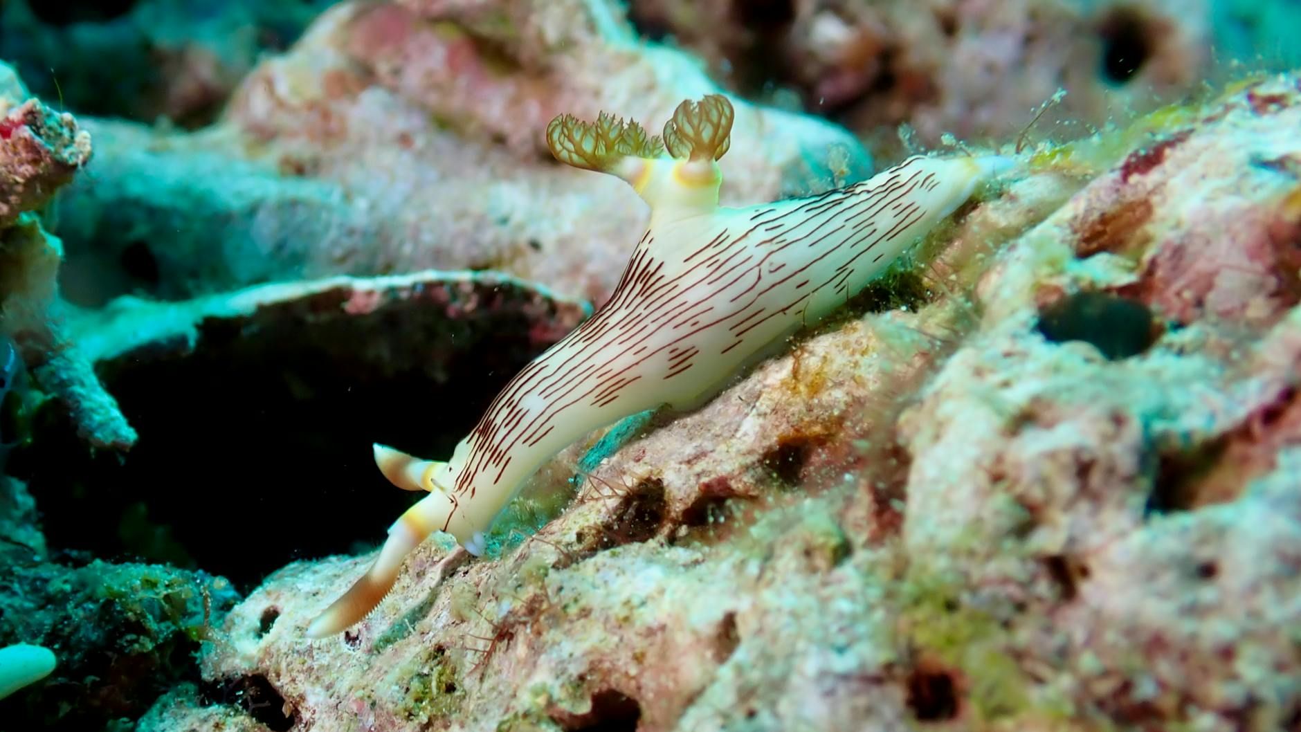 Siargao, Philippines - Bali - stock