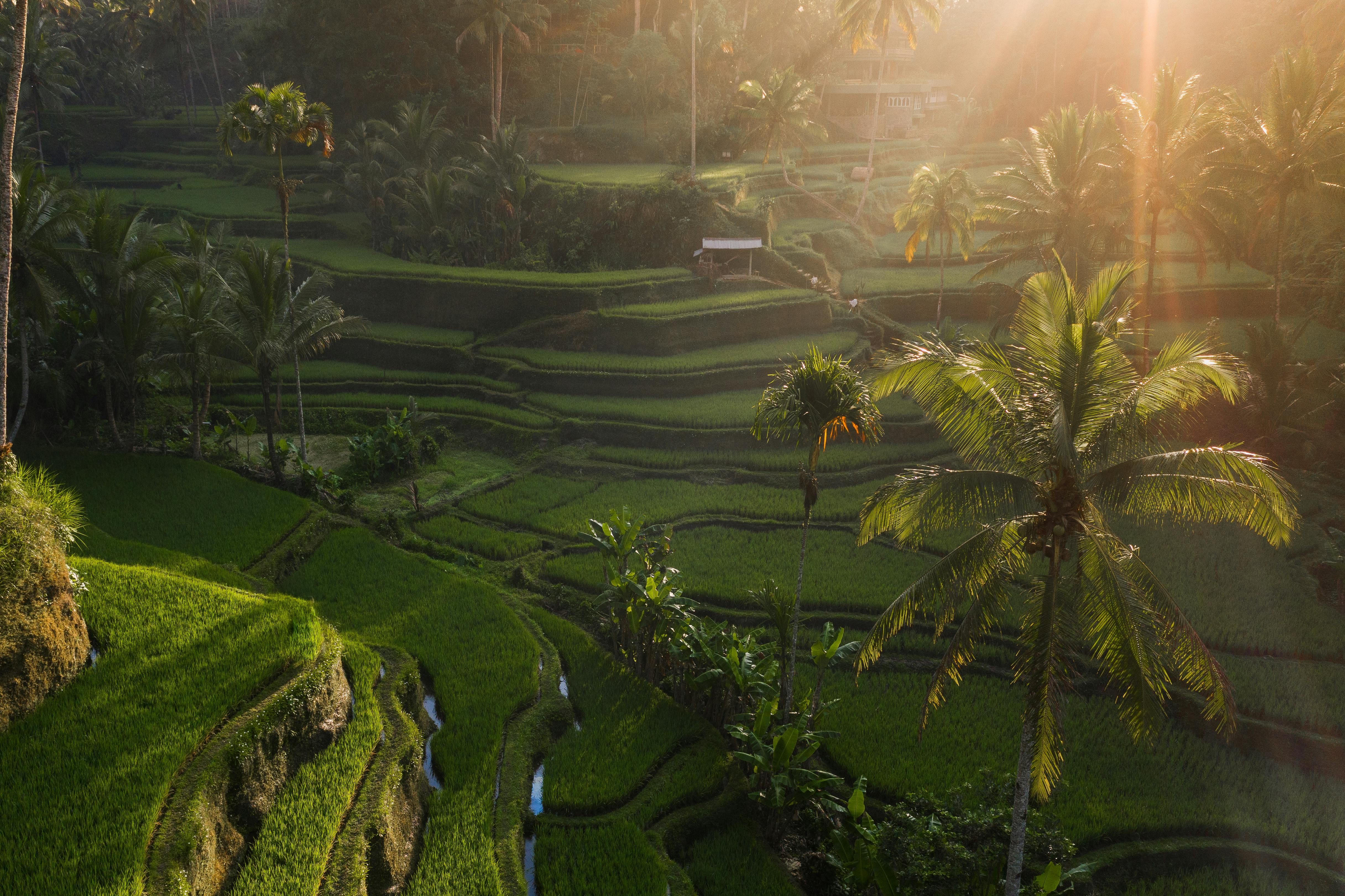 Tegallalang Rice Terraces, Bali