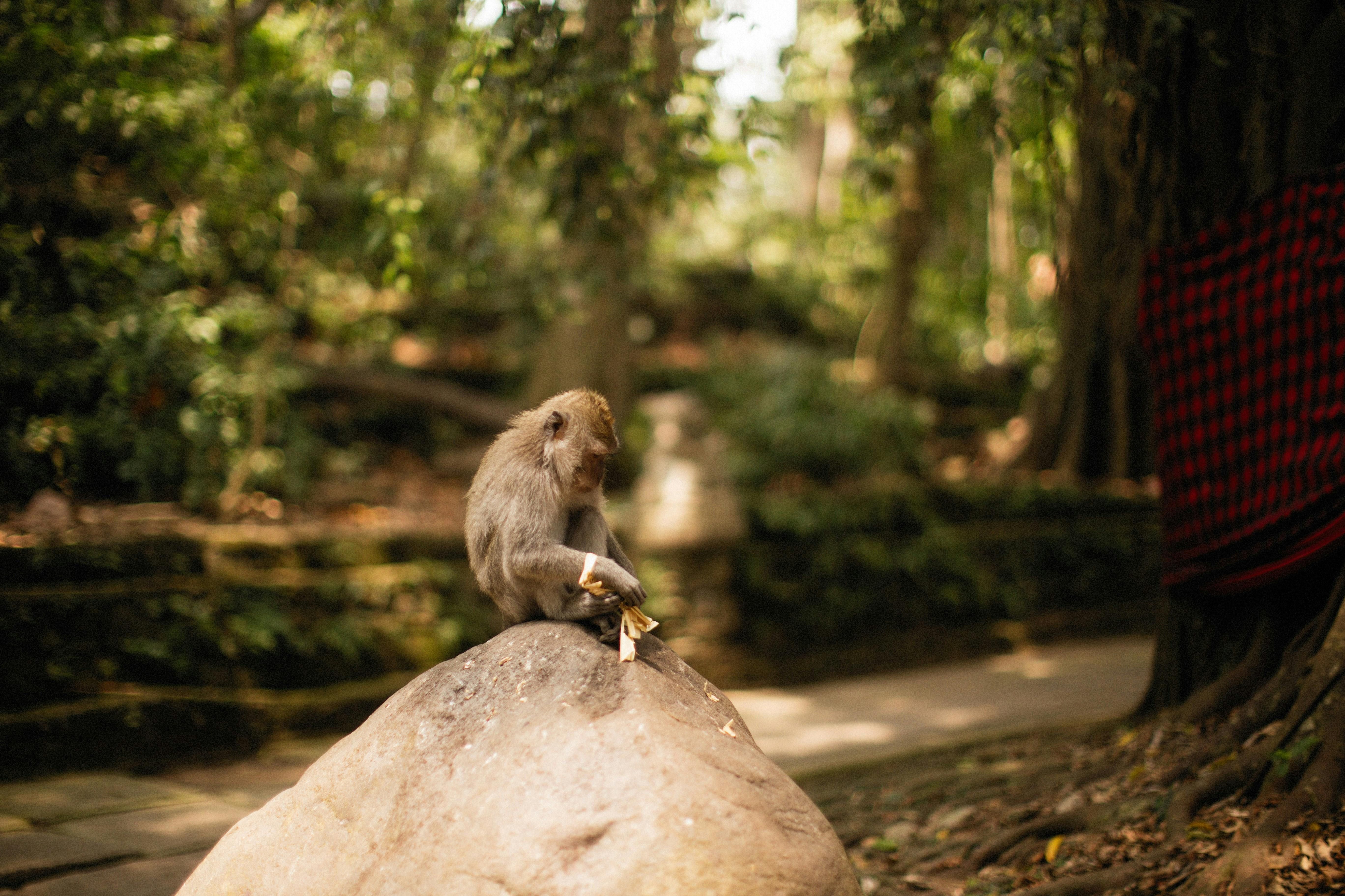 Ubud — A lively monkey sits on a rock eating in a lush tropical forest setting.
