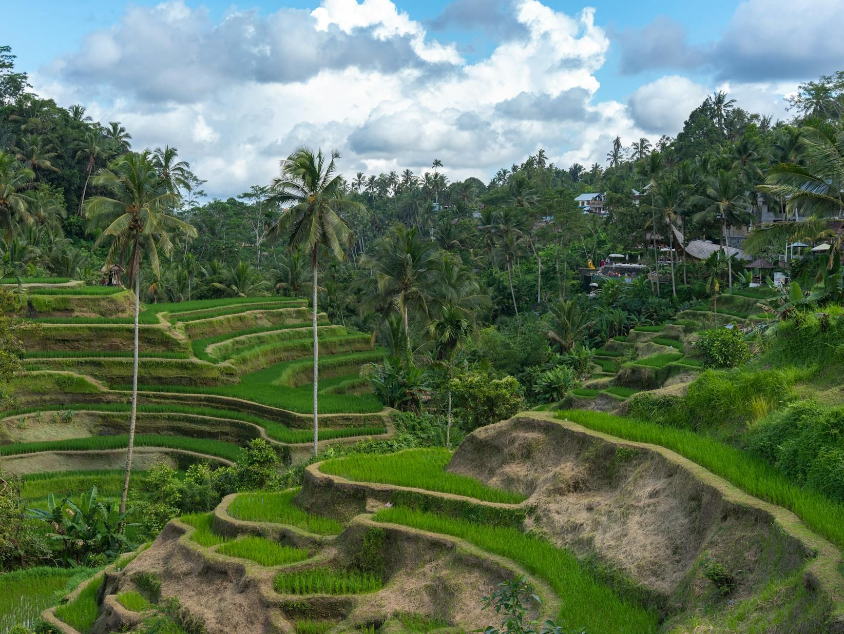 Ubud - Bali - stock