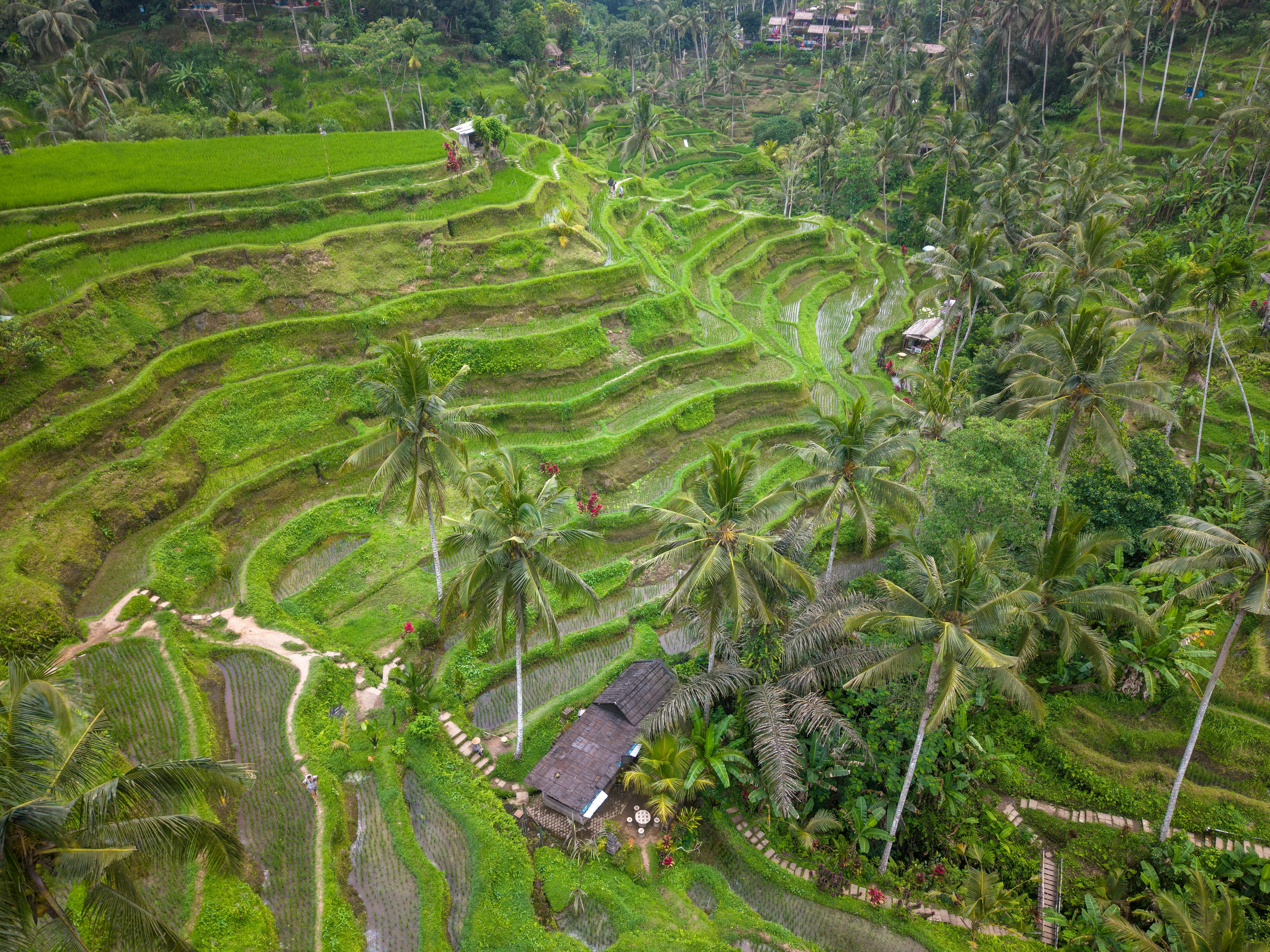 Ubud — Lush green rice terraces of Ubud, Bali, showcasing stunning terraced fields.