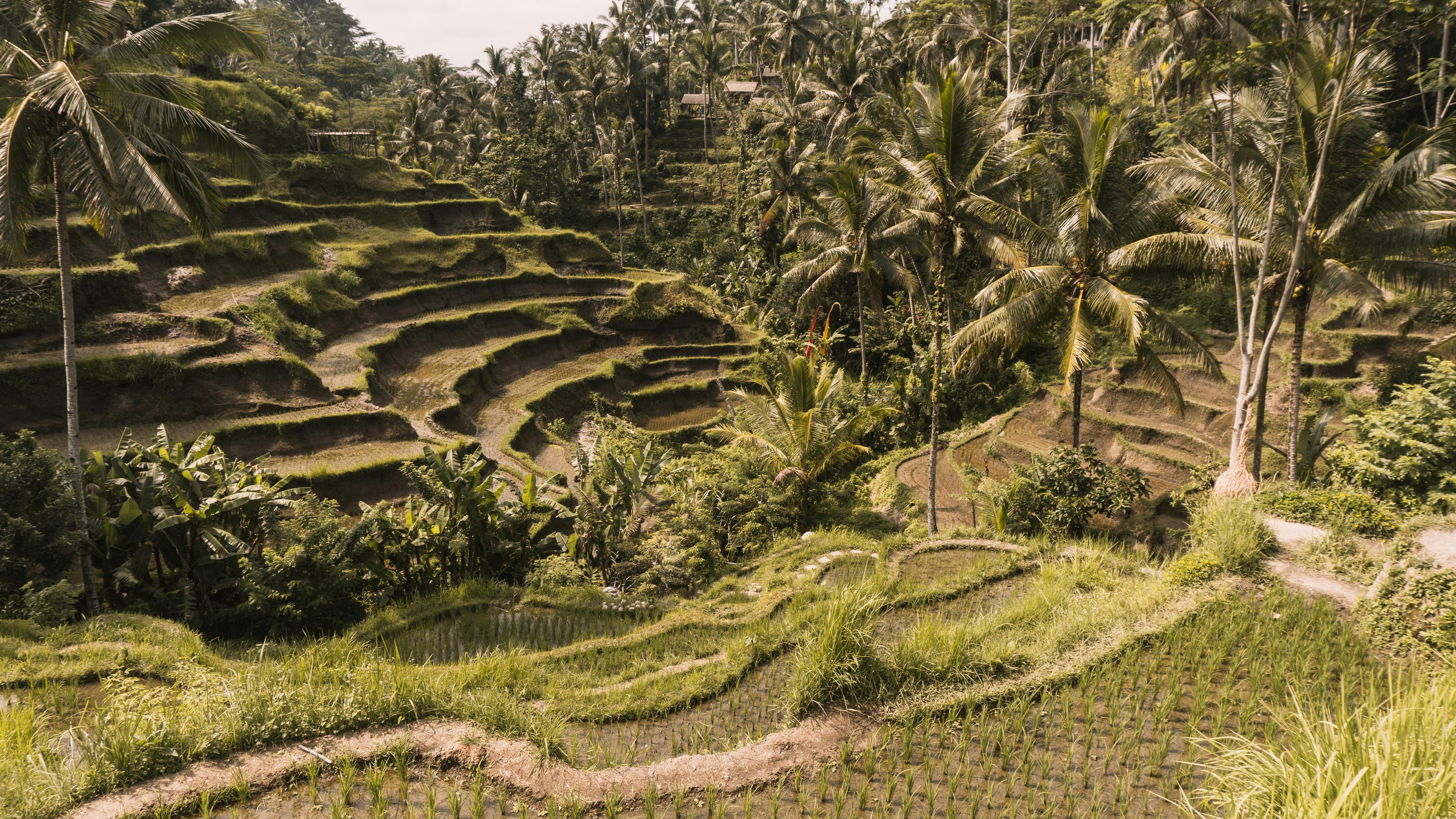 Ubud — Beautiful terraced rice paddies with coconut trees in Tegalalang, Bali, a popular tourist attraction.